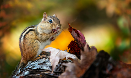 Herfst Boost (2)