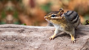 Chipmunk Nmbrs Reporting Herfst Boost